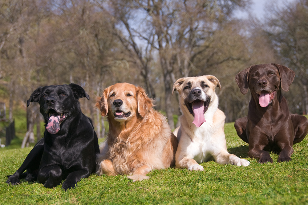 Pañales para Perros: Guía y Mejores de 2024